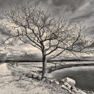 Lonely Tree